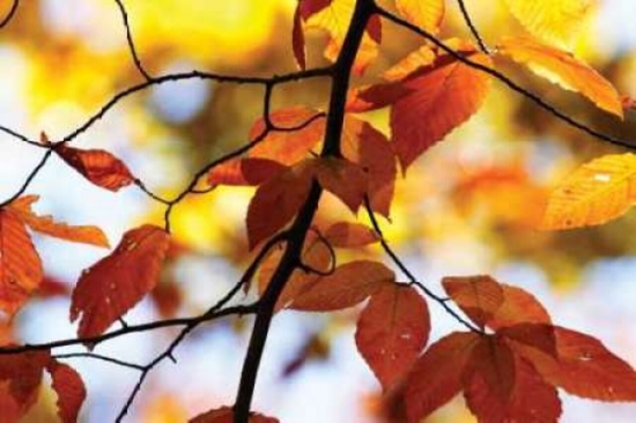 Autumn Leaves IV Poster Print by Alan Hausenflock - Item # VARPDXPSHSF556